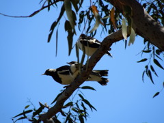 Magpie-lark  -  Mother and Children