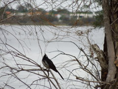 Willie Wagtail