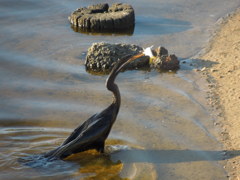 Australasian Darter