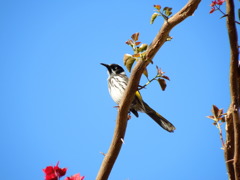 New Holland Honeyeater