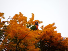 Rainbow lorikeet