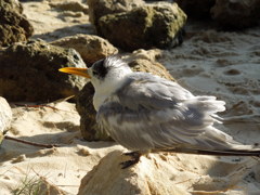 Crested Tern