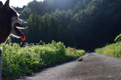 散歩道
