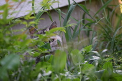 緑奥の隻眼