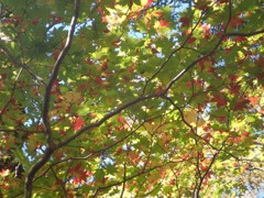 上高地紅葉