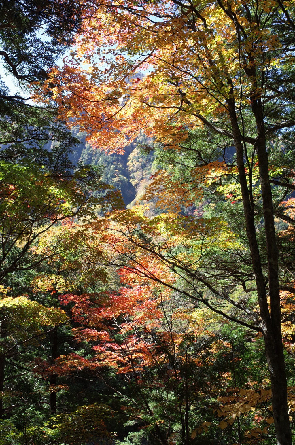 梓川右岸紅葉