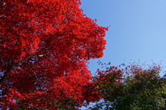 御岳山紅葉