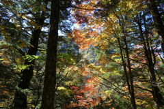 上高地紅葉
