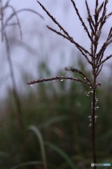 朝露