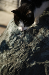 猫