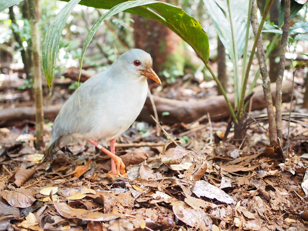 カグー ニューカレドニアの幻の鳥 By Kyhito Id 写真共有サイト Photohito