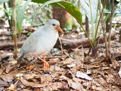 カグー ニューカレドニアの幻の鳥 