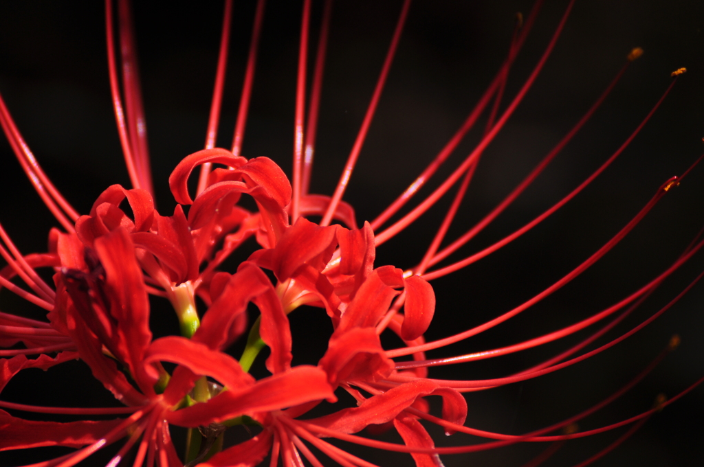 曼珠沙華