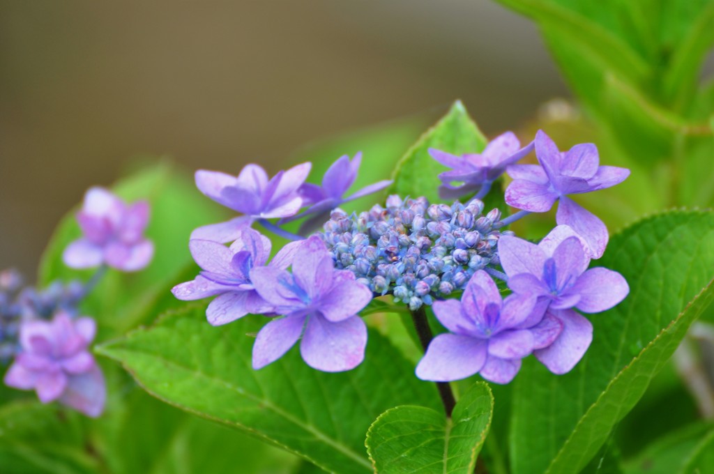 紫陽花