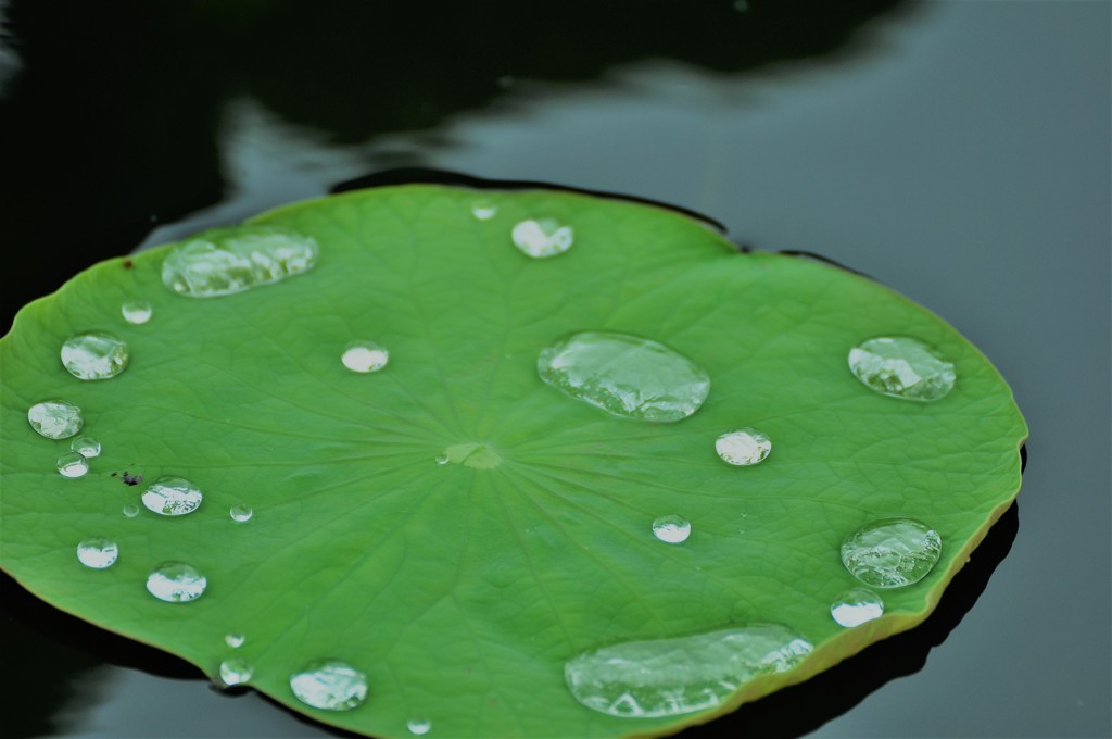 水玉模様