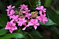 六月の花