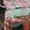 桜カフェ