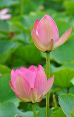 蕾のままで