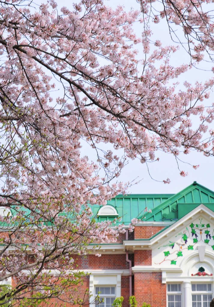シャトーの桜
