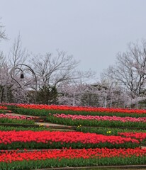 花盛り