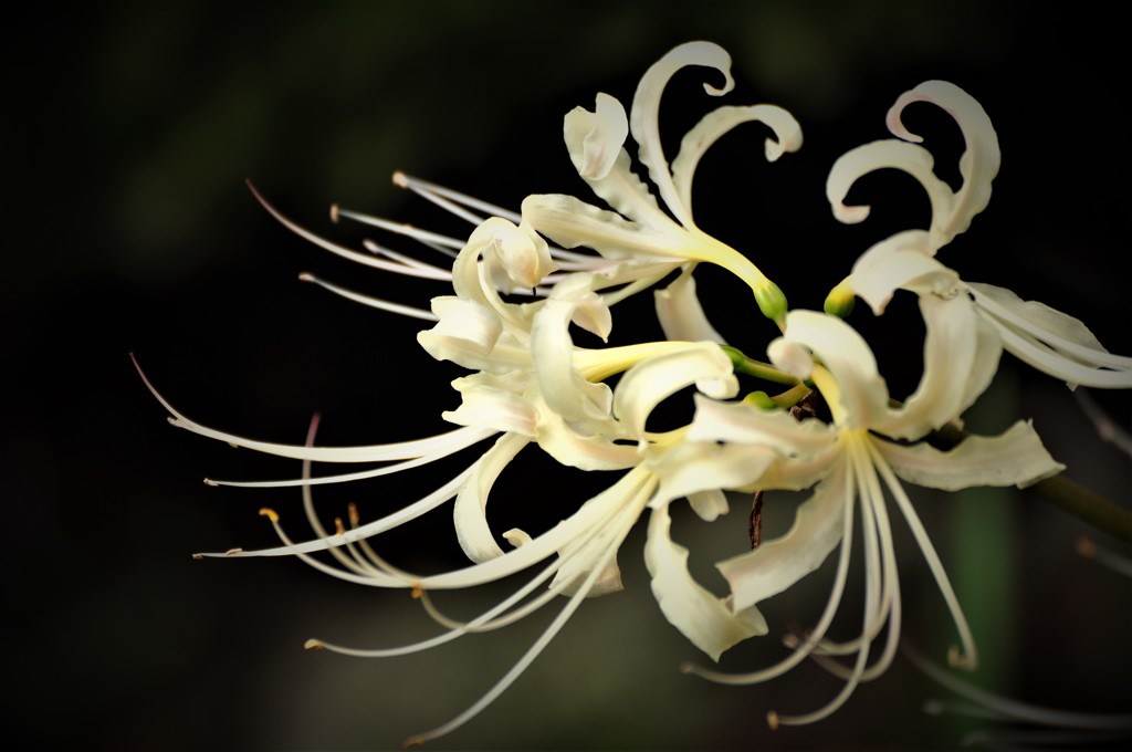秋の花