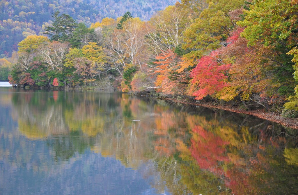 湖面のいろどり