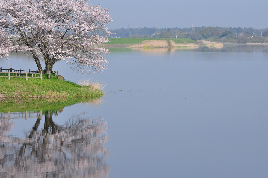 水辺のさくら