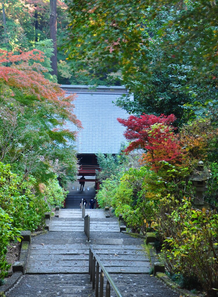 色づく山門