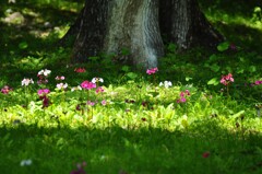 小さな花園