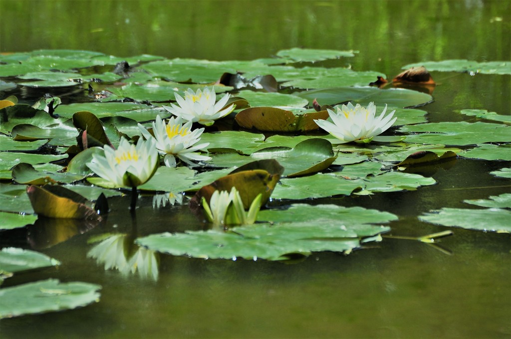 水辺の花