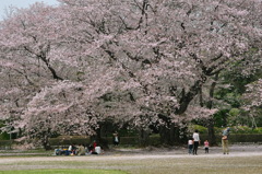 校庭のさくら