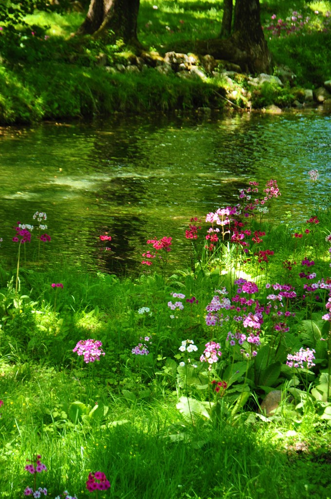 水辺のくりん草