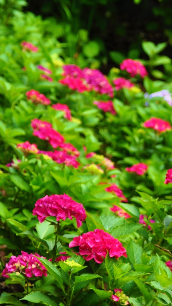 紫陽花