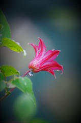 雨にぬれても