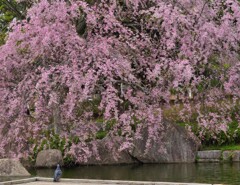 しだれ桜と鳩