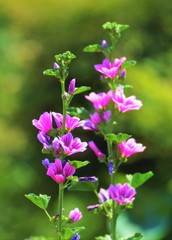 野の花