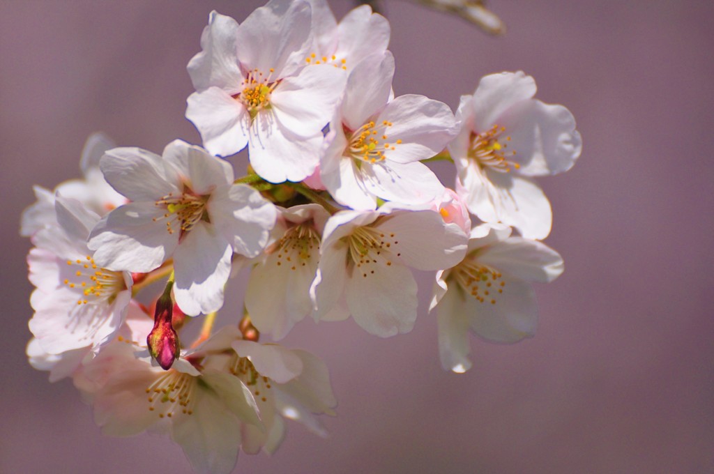 桜便り