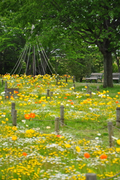ポピーの咲く公園