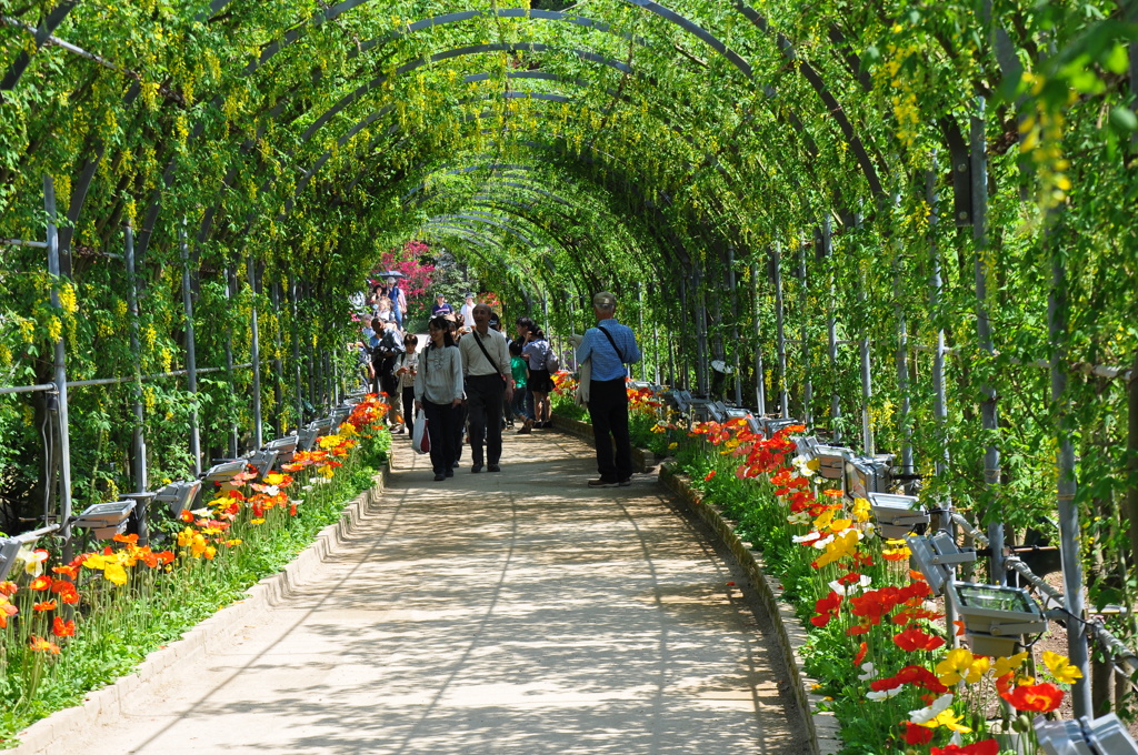 花のトンネル