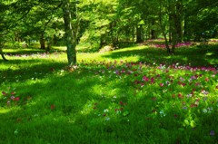 森の花園