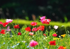 初夏の香り