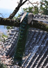 孔雀さん