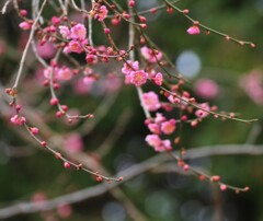 紅梅