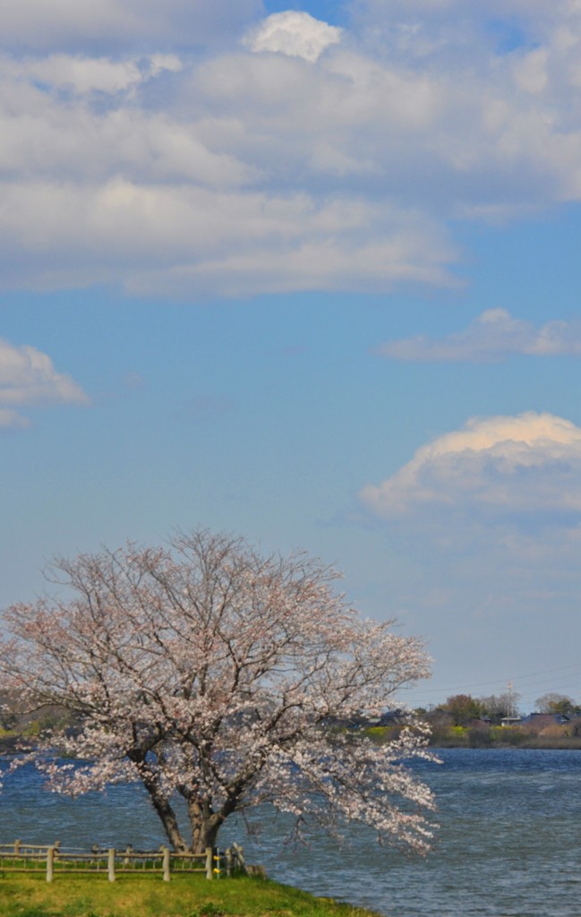 水辺の桜