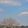 水辺の桜