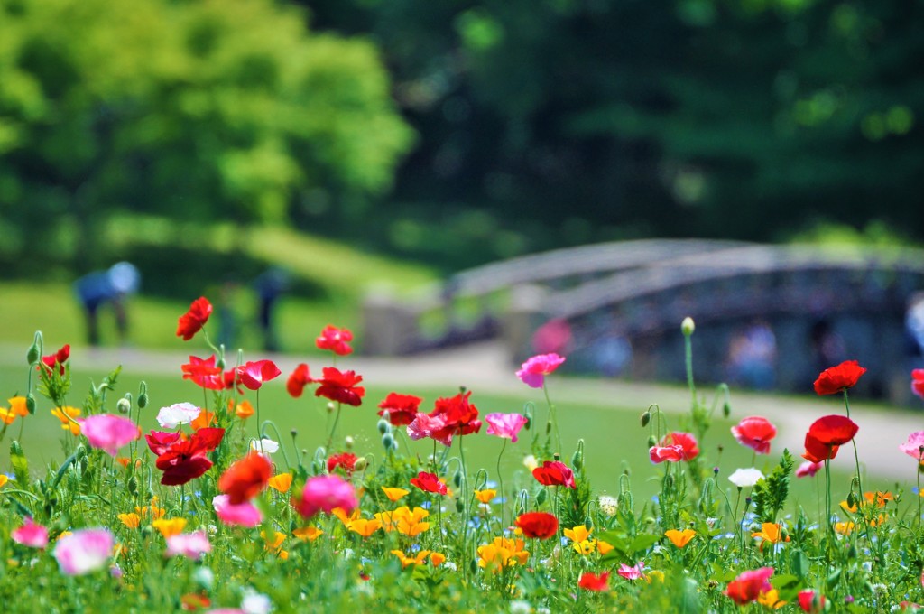 ポピー咲く公園