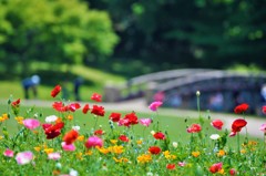 ポピー咲く公園