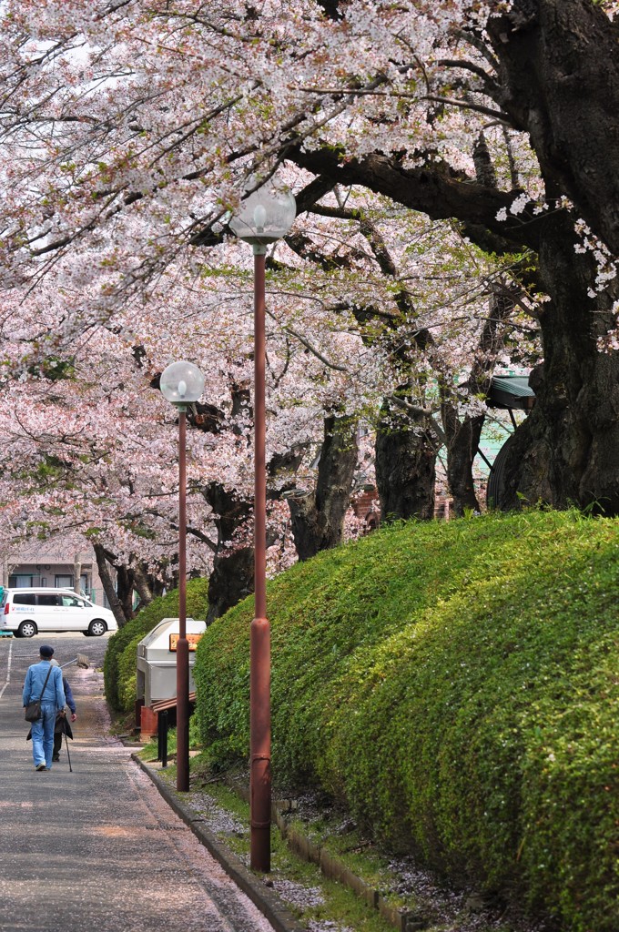 桜の散歩道