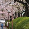 桜の散歩道