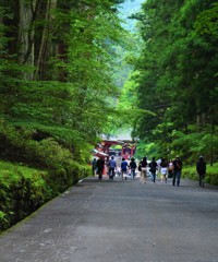 新緑の参道